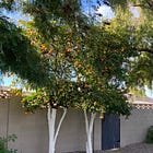 Arizona Backyard Citrus