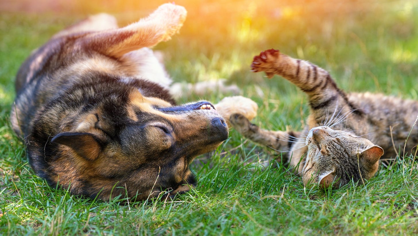 Dogs and Cats Living Together: Here's How To Make it Happen Happily