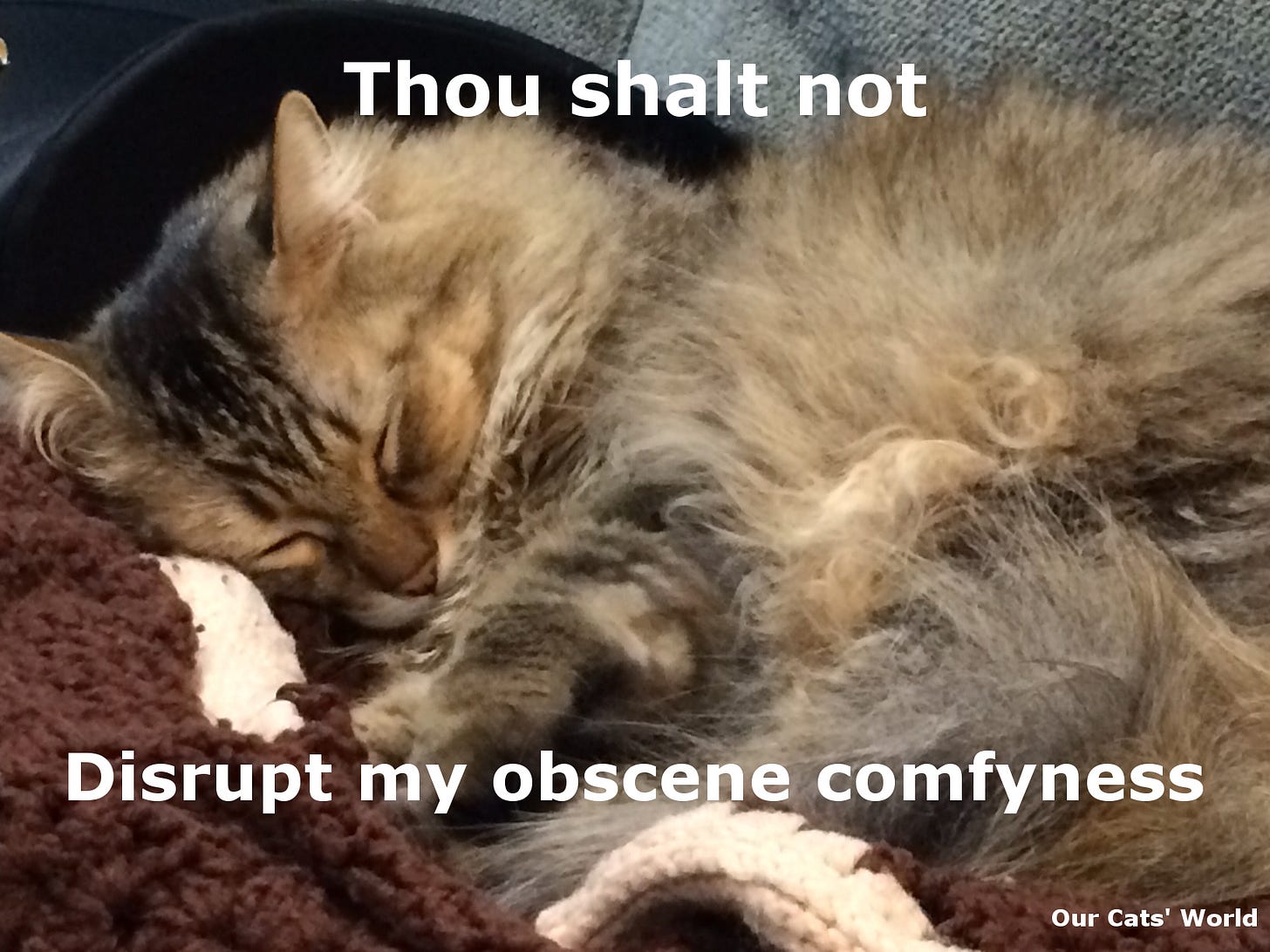 Chase_Cozy_Comfy_Feline_Commandments Chase_Cozy_Comfy_Feline_Commandments