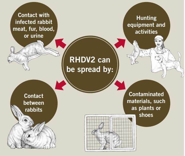The Return of the Rabbit Virus? - by Kat Talley-Jones