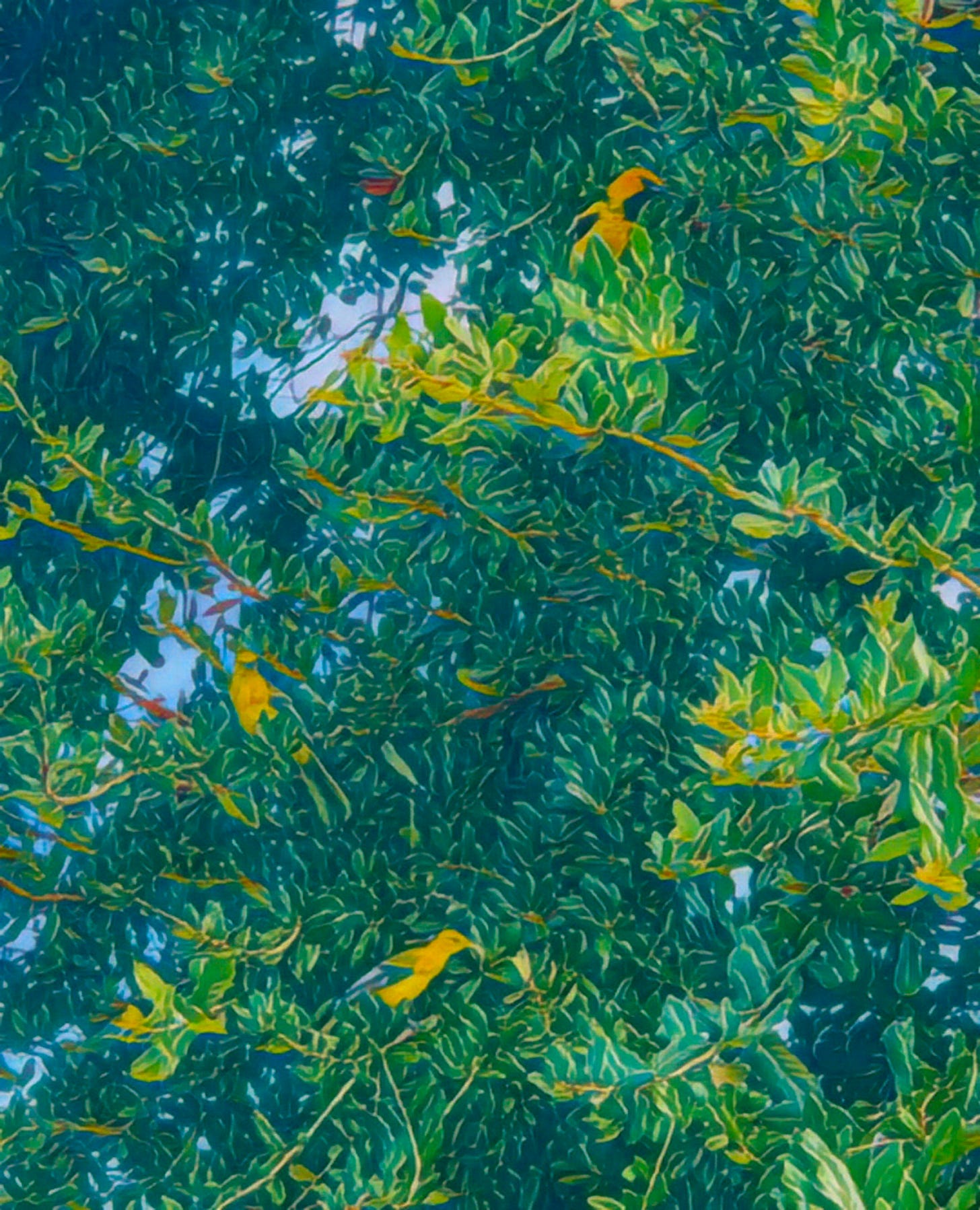Photograph of a tree with three yellow and black orioles perched among the leaves.