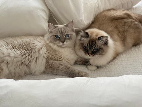 Gallery of woman and two fluffy white cats