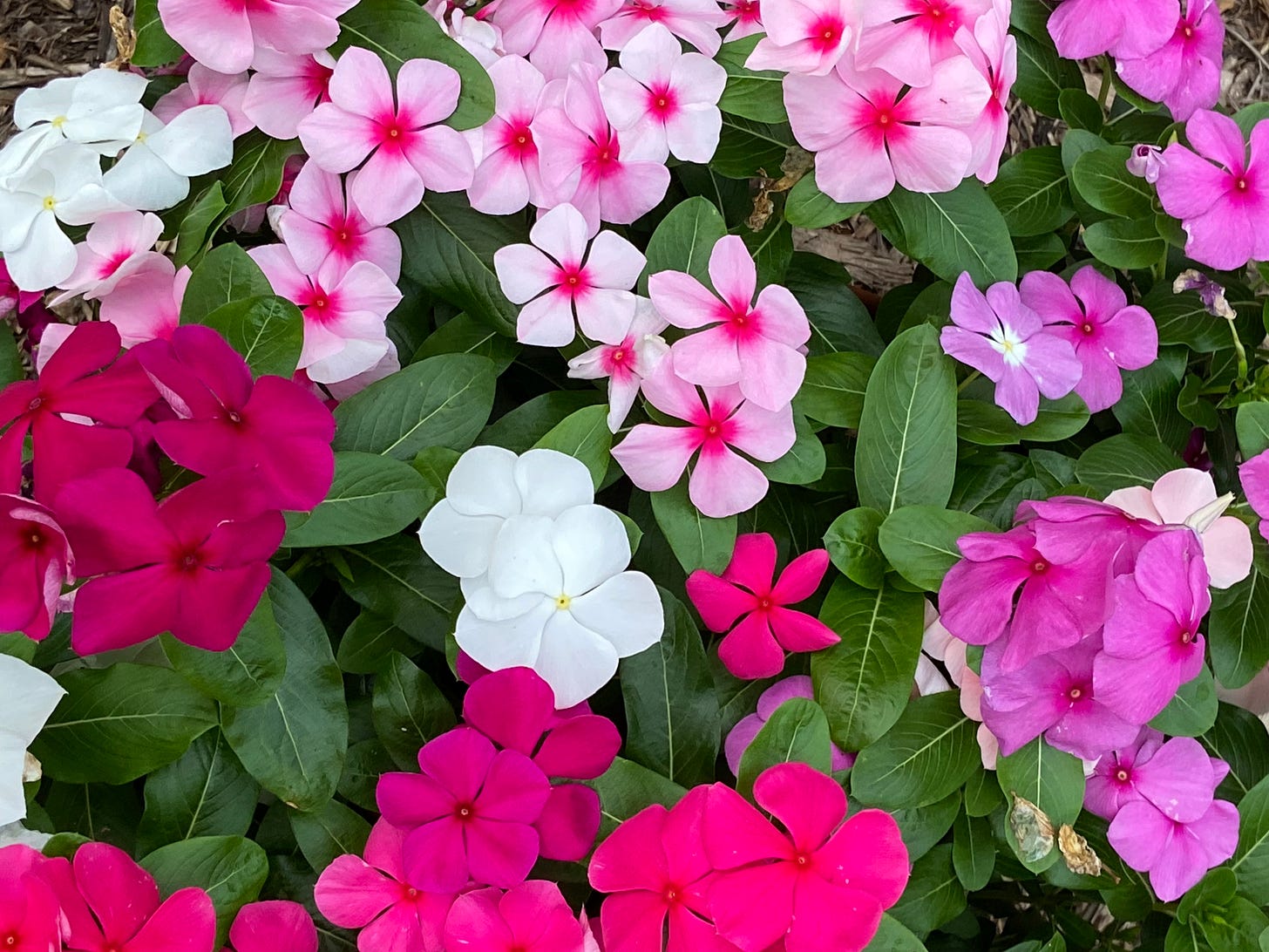 Vinca Flowers