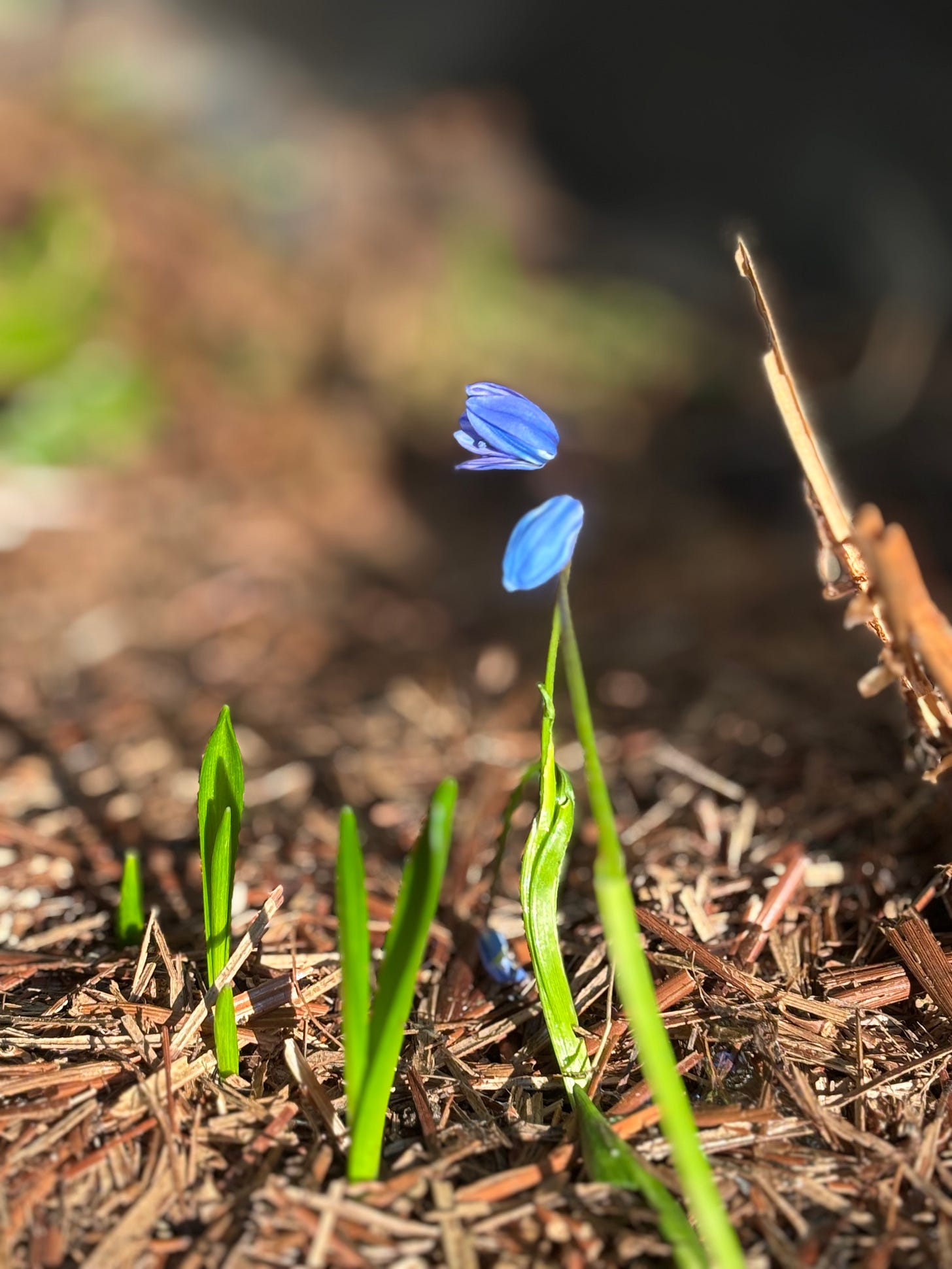 Scilla (scilla siberica) - tiny blue flowering bulbs emerging from the soil in my garden