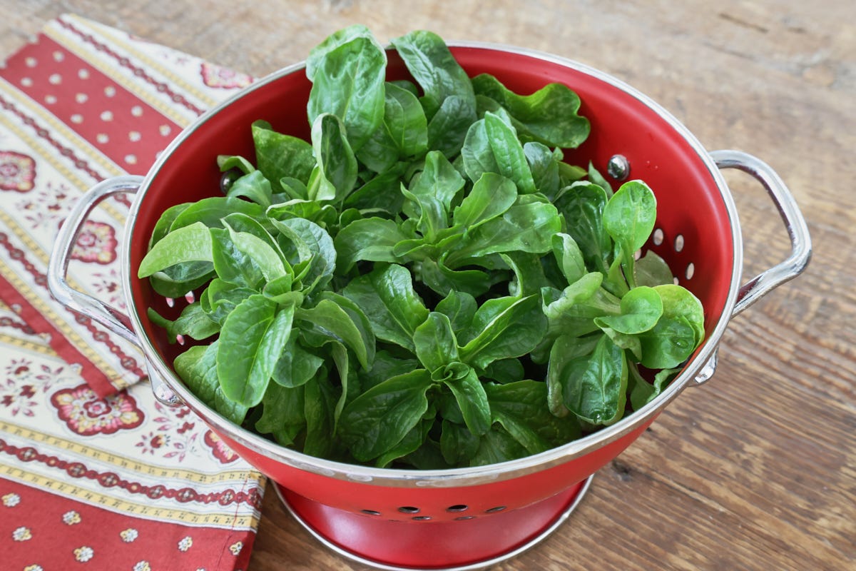 mache in a colander with a napkin alongside mache in a colander with a napkin alongside
