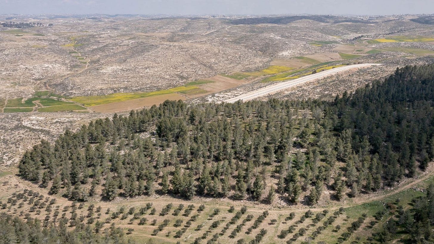 Desertificación: la eficacia de los bosques artificiales en Israel |  National Geographic