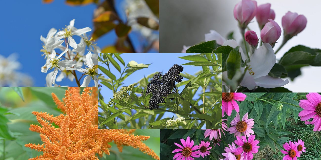 Covert Food Gardening In The Era Of The Lawn Nazis