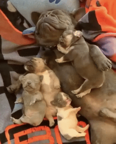 https://media4.giphy.com/media/26xBHgdvD0dN1ZXby/giphy.gif?cid=ecf05e47erp2gorsiskm4276htla9gku8kk1ff29jqkz9baa&rid=giphy.gif&ct=g