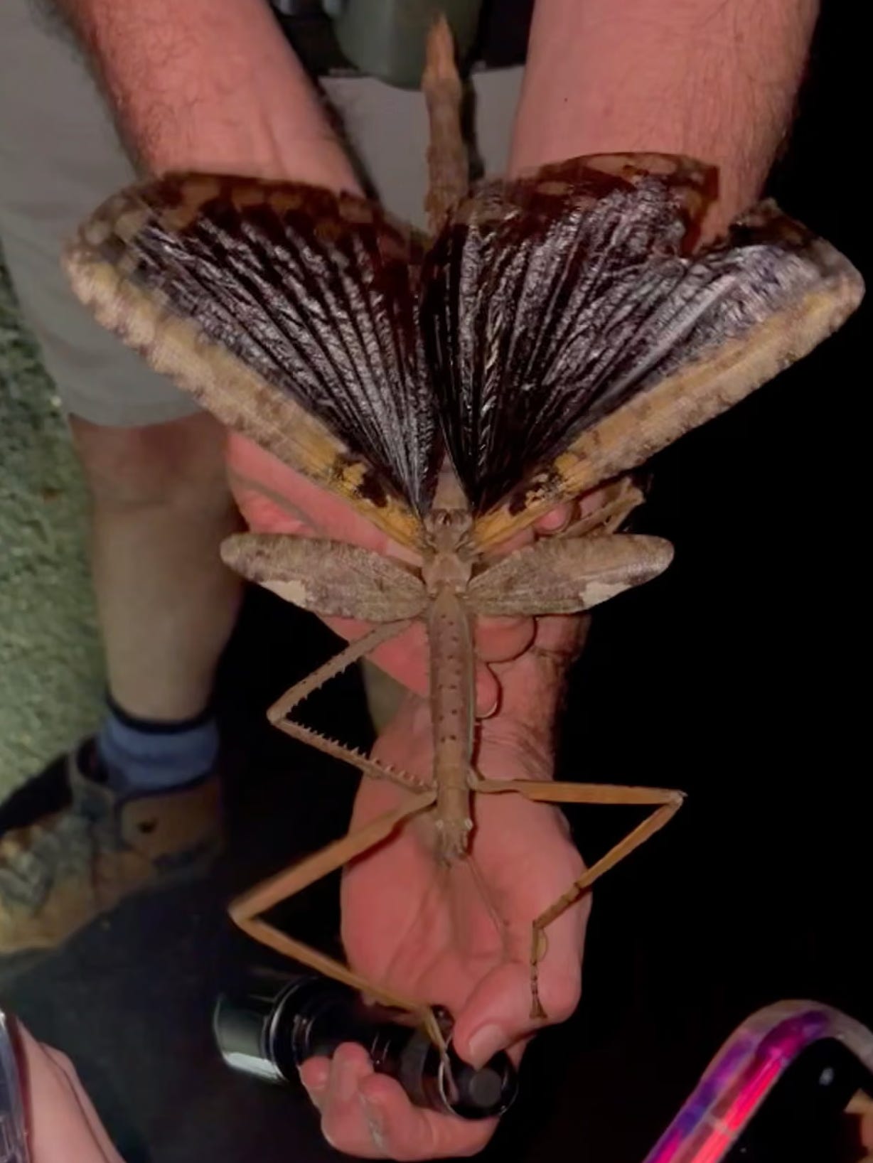 An enormous stick bug with open wings; the wings are dark and shiny and the stick bug is probably the size of this man's entire forearm. He's holding it out along with a flashlight, and his legs and hiking boots are visible as well