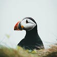 The Philosophical Puffin's avatar