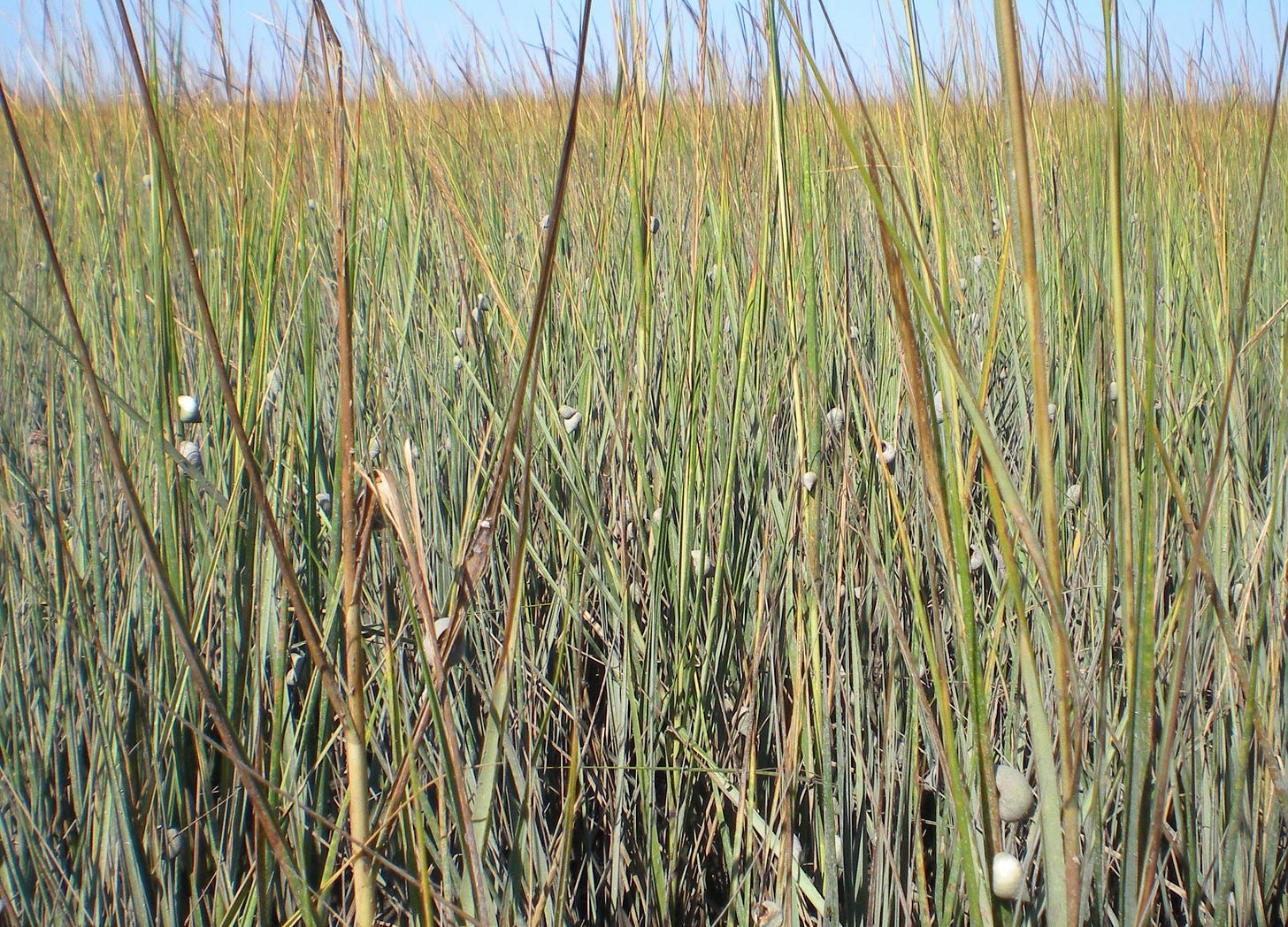 Close-up of marsh grass with an abundance of small white snails clinging to the blades.