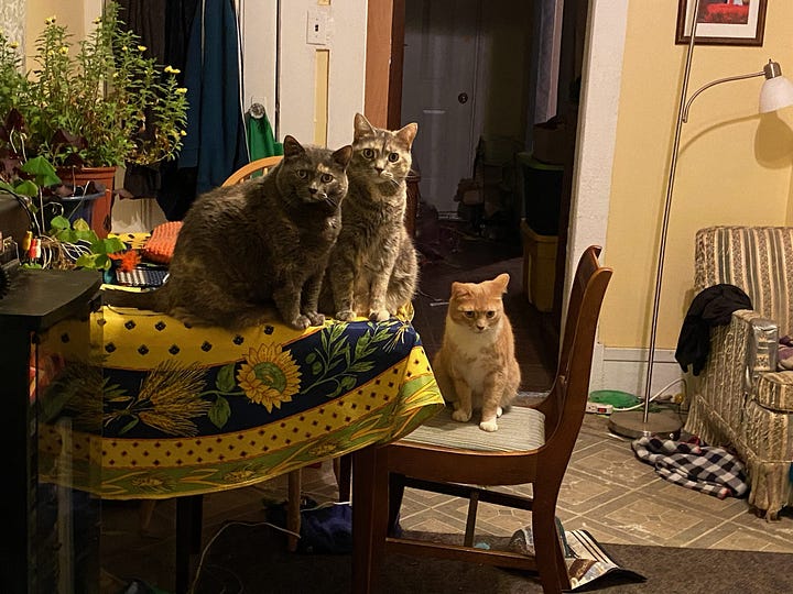 Four pictures of multiple cats. A grey dilute tortoiseshell is in all four pictures.