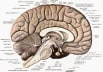 From Brain to Mind
