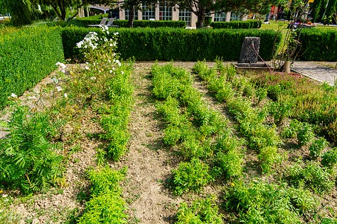 George Blanc herb garden