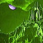 abolish the green room's avatar