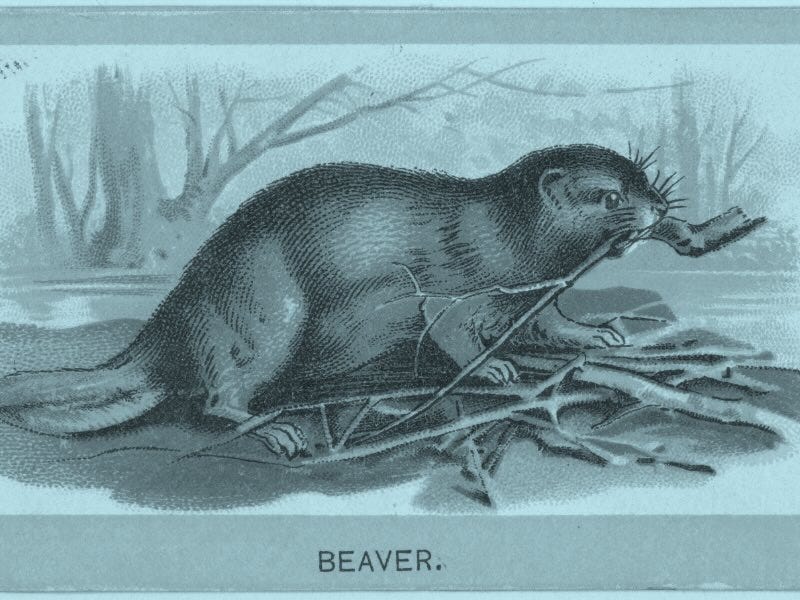 Beaver, from the Animals of the World Series, by Abdul Cigarettes, 1881 Beaver, from the Animals of the World Series, by Abdul Cigarettes, 1881