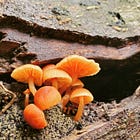 Practices of the Commons-to-Come