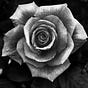 Withered Rose's avatar