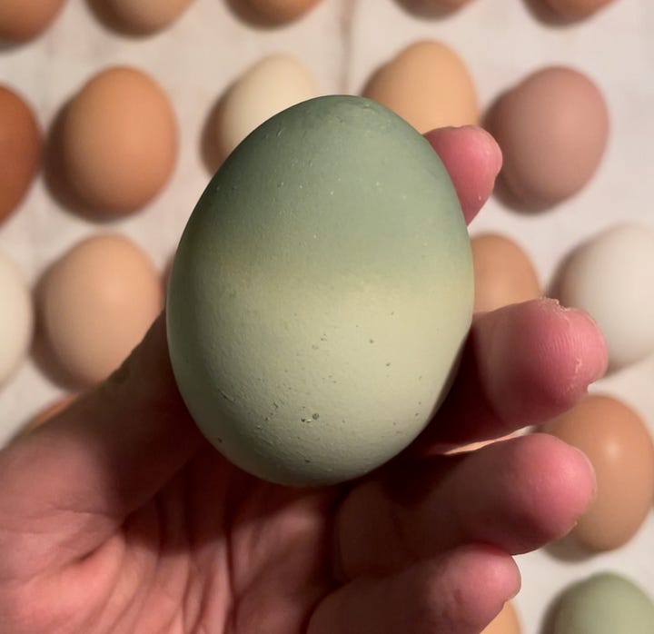Large blue-green ombré colored chicken egg