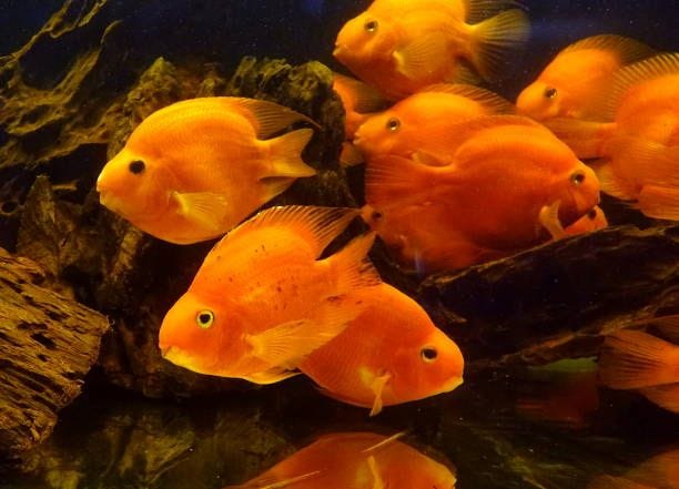 Tropical Blood Parrot Fish A fish tank with tropical blood parrot cichlid fish blood parrot cichlid stock pictures, royalty-free photos & images