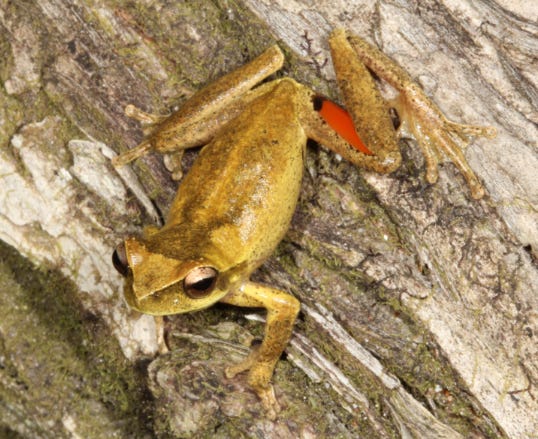 https://redlandcityminute.com.au/north-qlds-discovered-frogs/