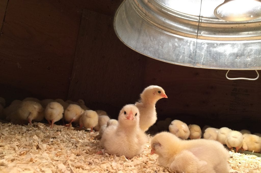 home_made_hover_for_chicks