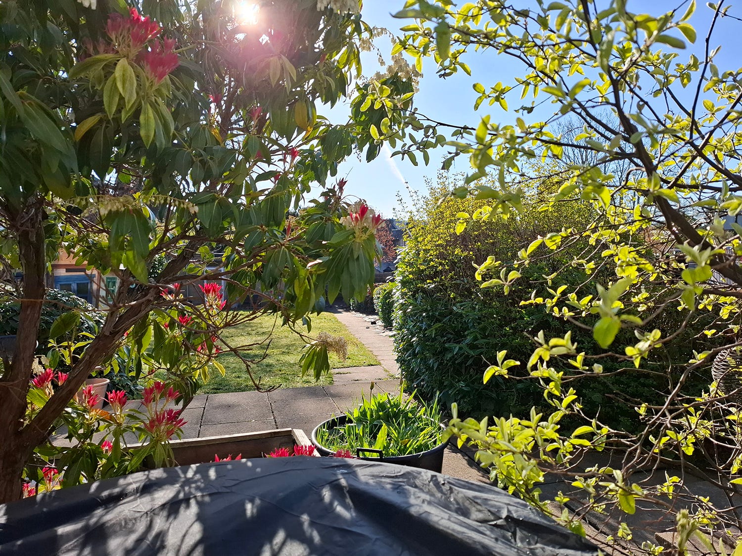 Pierre's Tree Between the Pieris and the Pear Tree - by Rebecca Johnstone