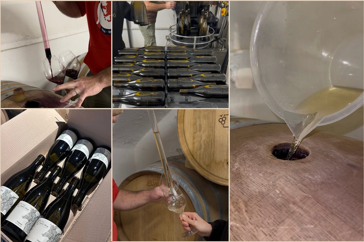 vinification au Chai Saint Olive