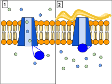 Cystic fibrosis transmembrane conductance regulator - Wikipedia
