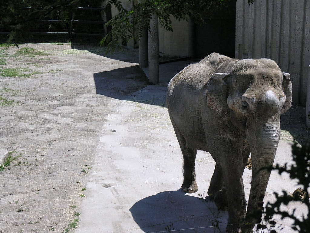 Oregon Elephant Oregon Elephant