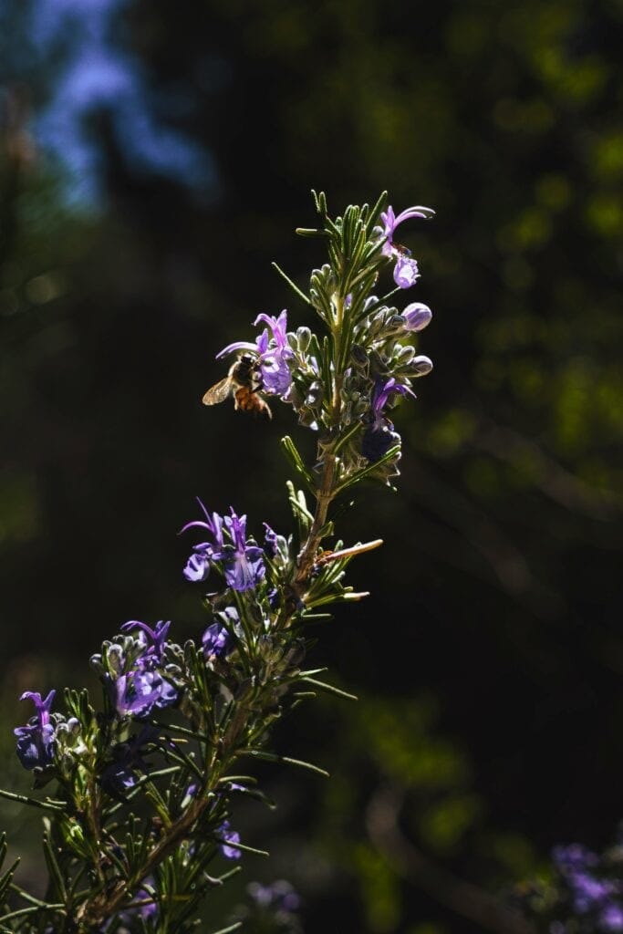 rosemary