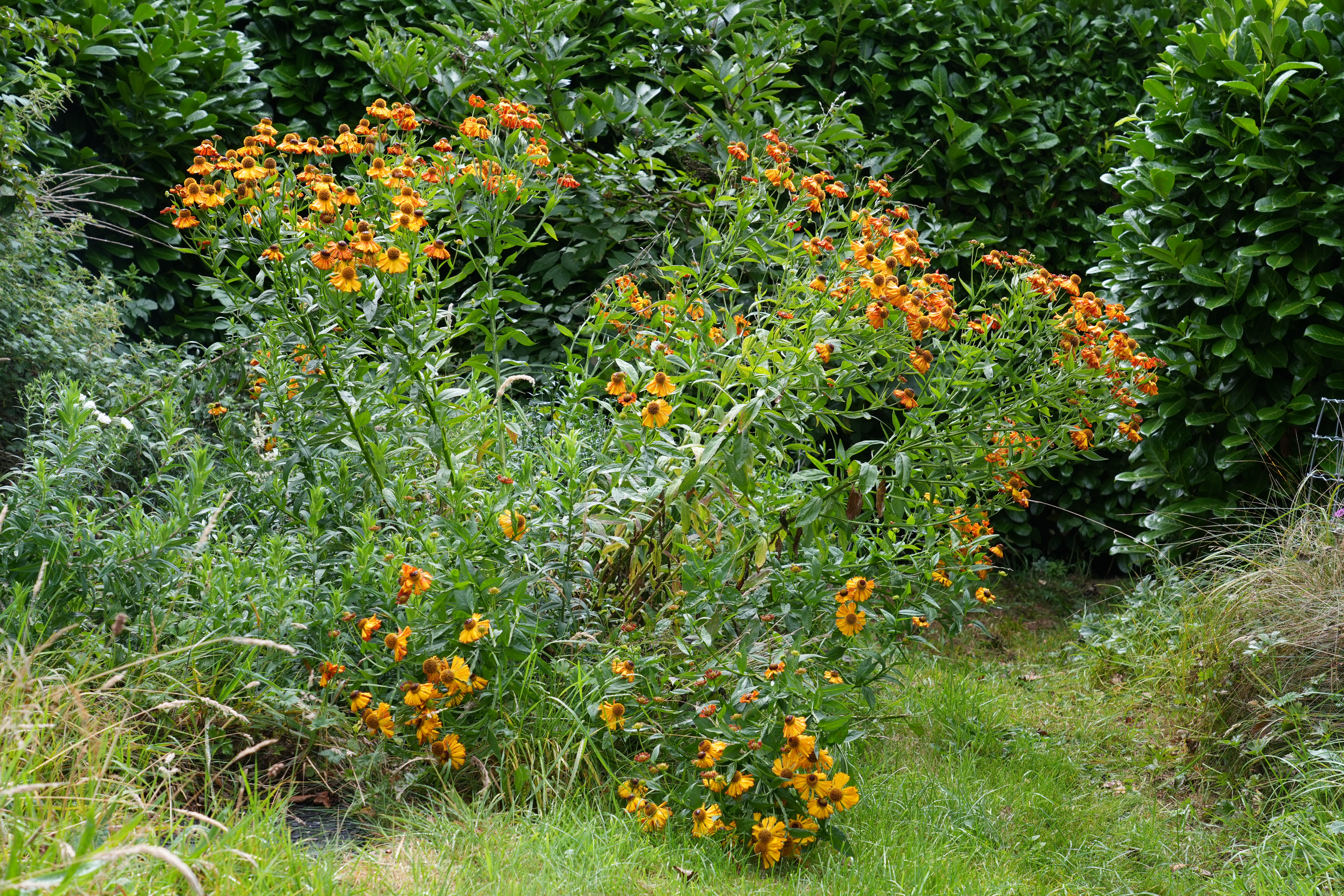 Helenium for naturalistic garden design