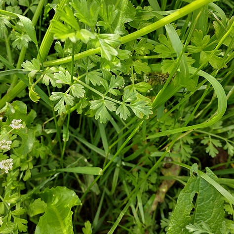 Hemlock water droplet pictures - this one has grooved stems, ball shaped clusters of flowers and distinctive leaves somewhat reminiscent of coriander (but with a smell of celery or parsley)