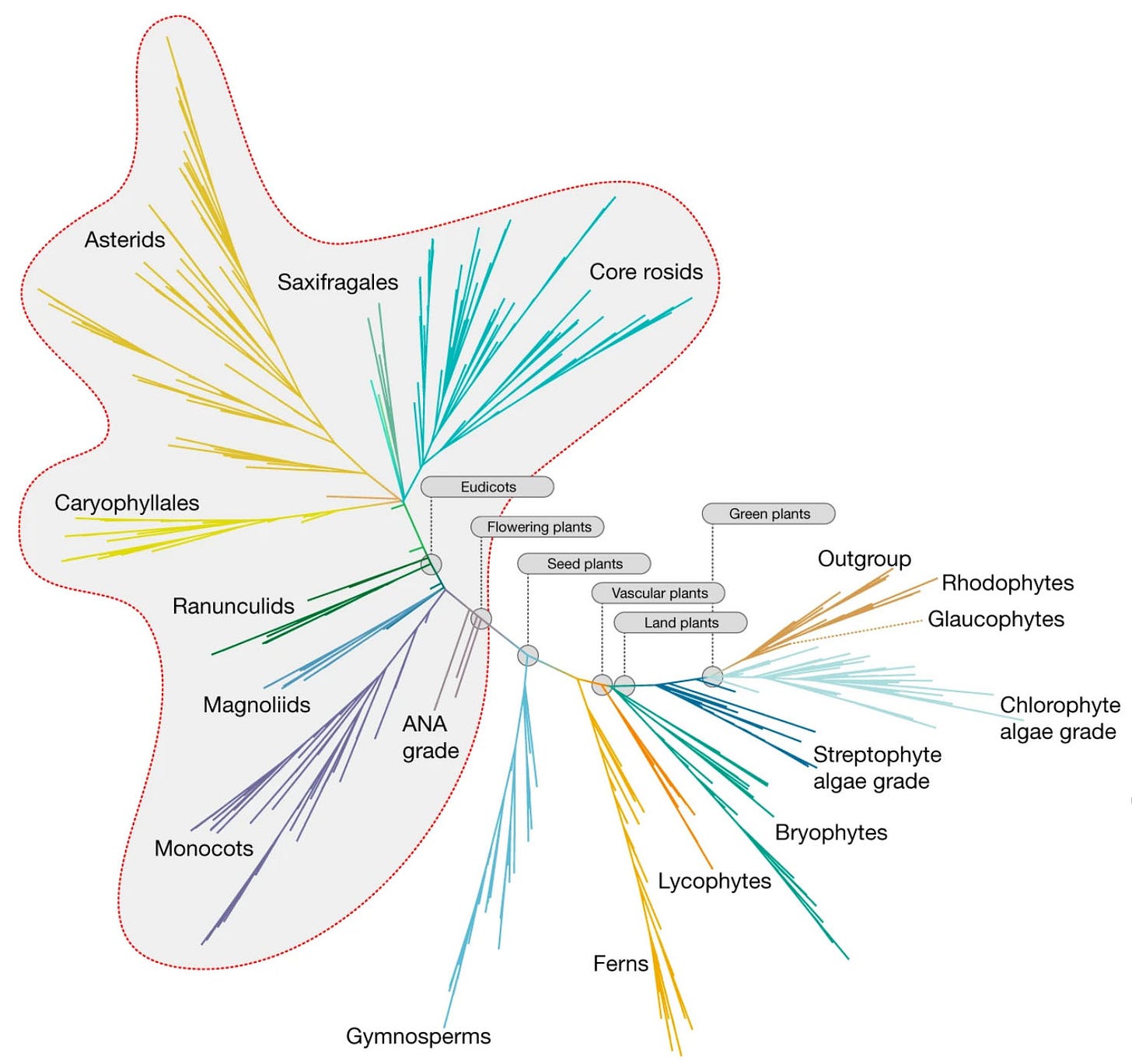 Image of a phylogenetic tree of the Archaeplastida supergroup from 1KP 2019. Image of a phylogenetic tree of the Archaeplastida supergroup from 1KP 2019.