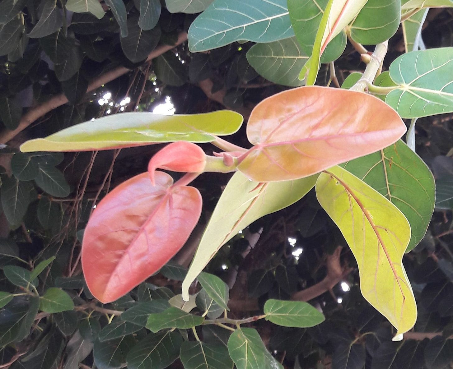 Ficus virens [New Foliage 3 - Arcadia, Magnetic Island, 2022] sml.jpg