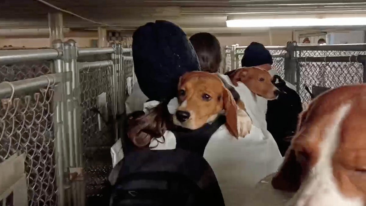 Inside the mass rescue of beagles from Ridglan Farms in Wisconsin