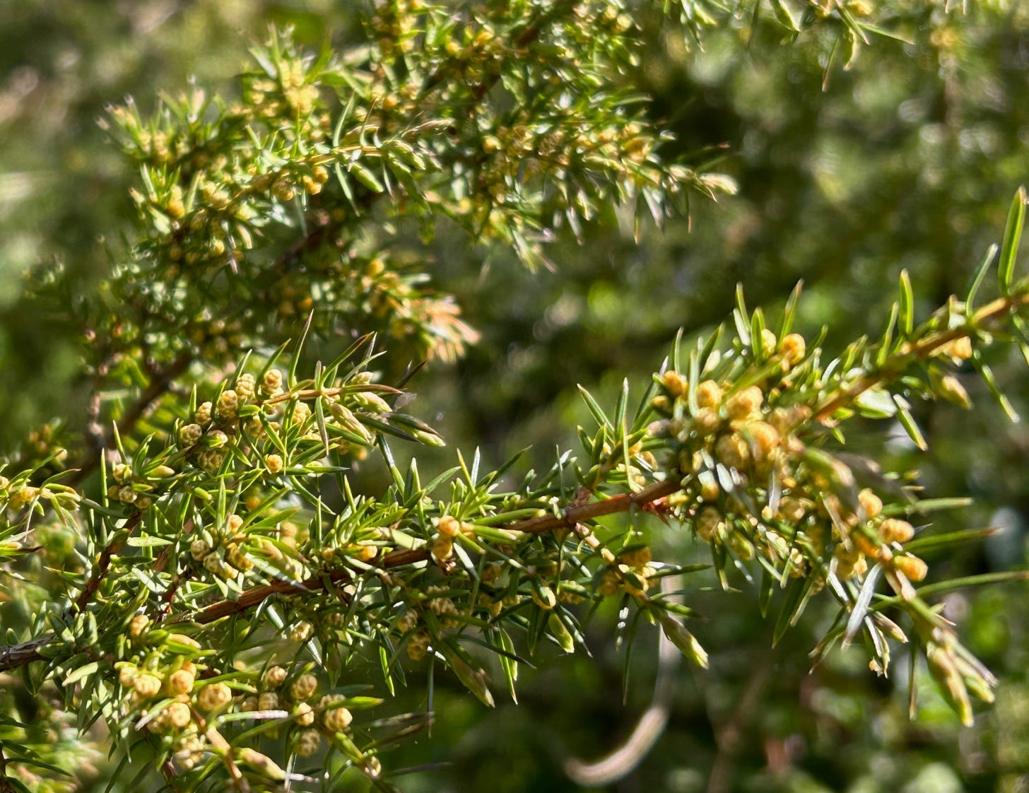 Spiky green leaves of juniper on a branch with yellowish flower catkins