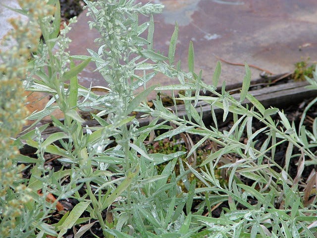 Montana White Sage - Organic Medicinal Live Plants for Sale - Crimson Sage Nursery