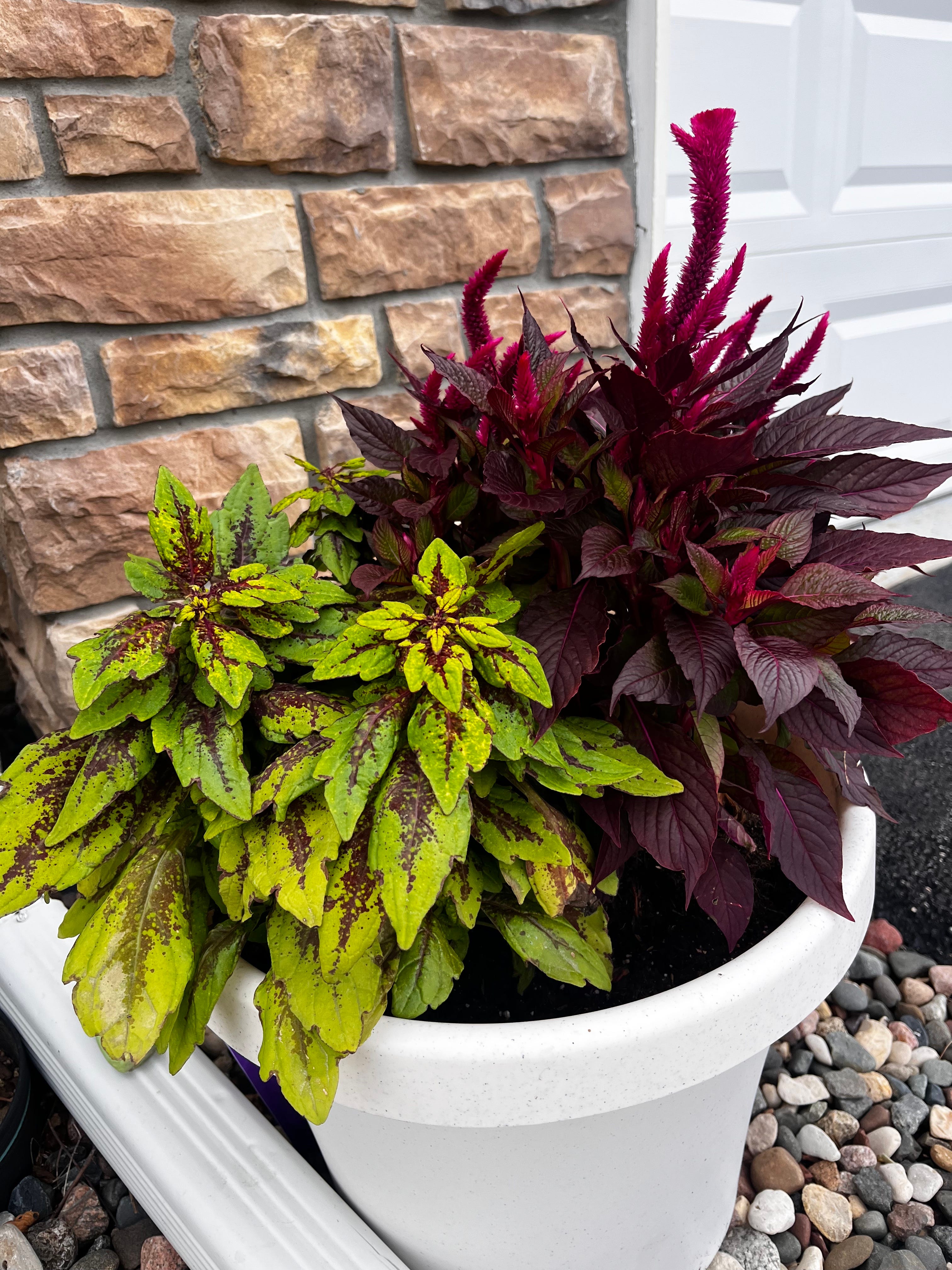 aglaonema black anyamanee Aglaonema 'Pink Anyamanee' in Nursery Grow Pot  Pulpy Garden