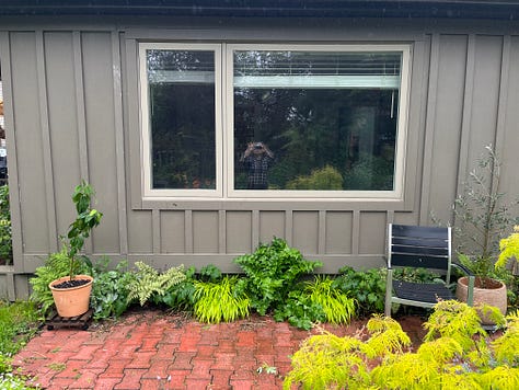 asparagus, arugula, front planter, Vancouver Mystic Gem clematis, plants ready to go out, lupine 'Masterpiece', Paradise garden after rain, Boulevard native garden, replanted cercis 'Flamethrower' (aka 'Eternal Flame')