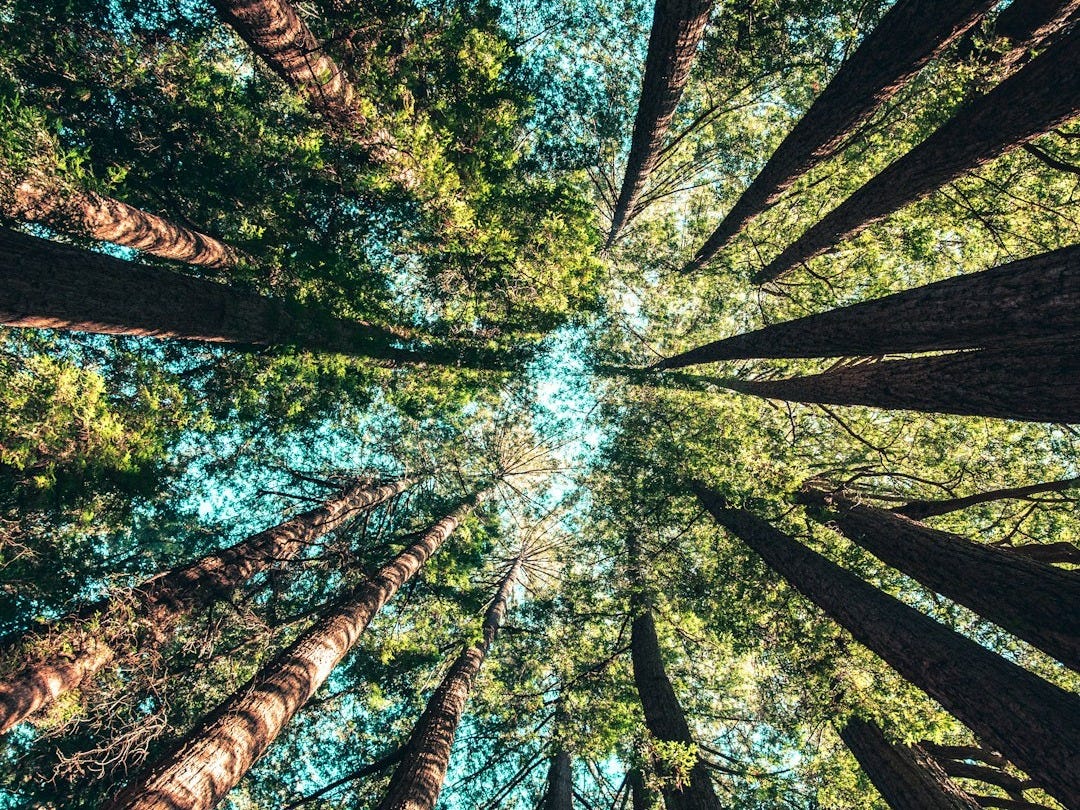 low angle photography of trees at daytime