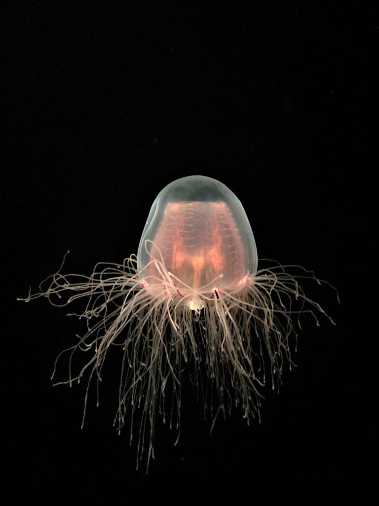 Imortal Jellyfish scaled
