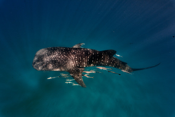 Whaleshark Whaleshark
