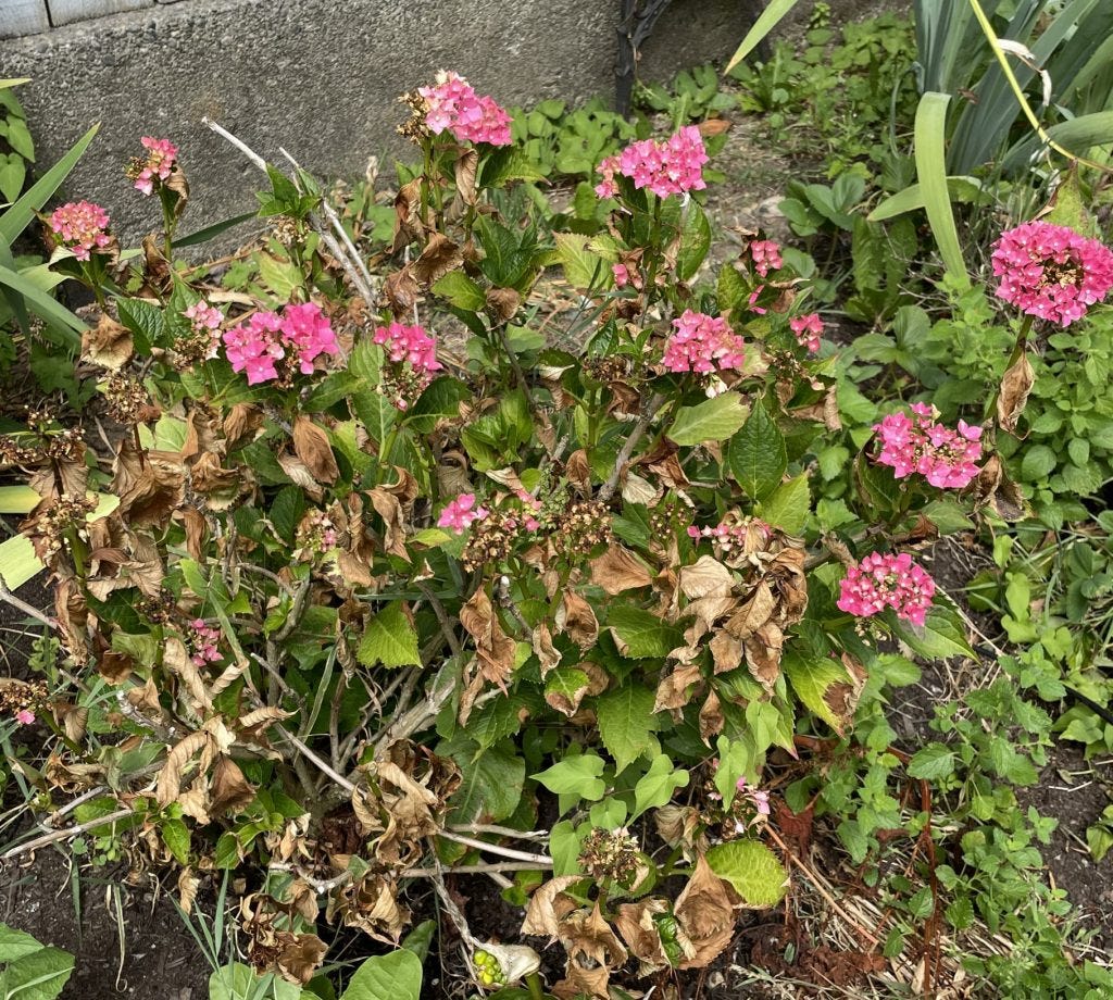 Heat damaged hydrangea