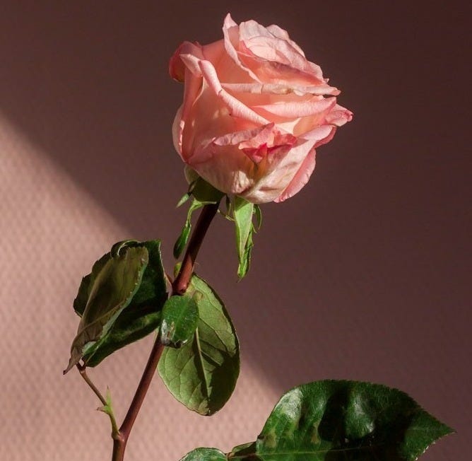 pink flower