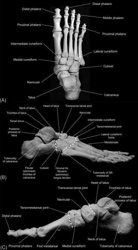 Anatomy of the human foot - ScienceDirect