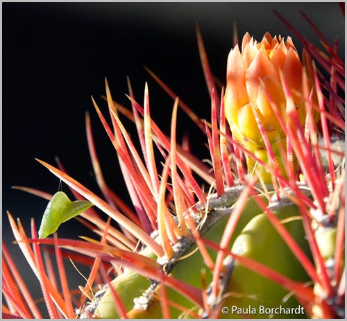 Sleepy Orange chrysalis (left-center of photo) on a cactus spine!