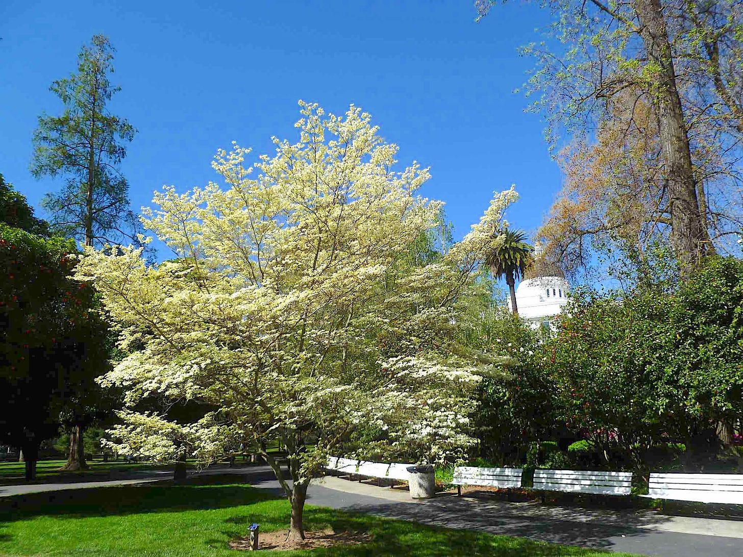 Dogwood tree