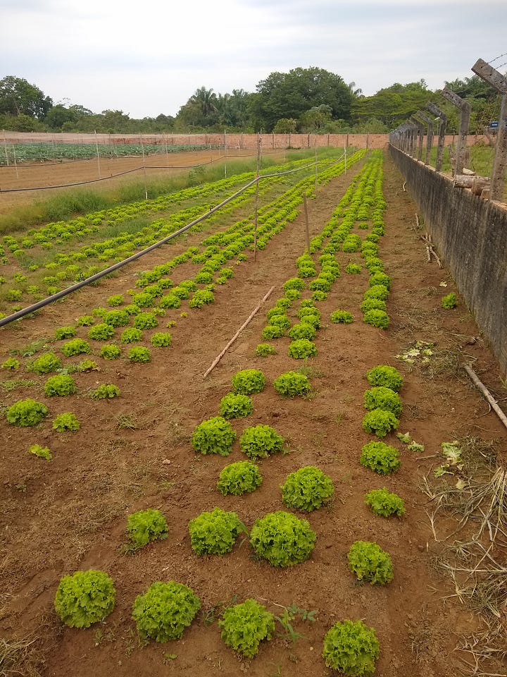 Images of lettuce, vegetables, and newly planted coconut trees