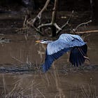 Spring Arrivals, Upcoming Nature Talks & More from Owen Sound Field Naturalists